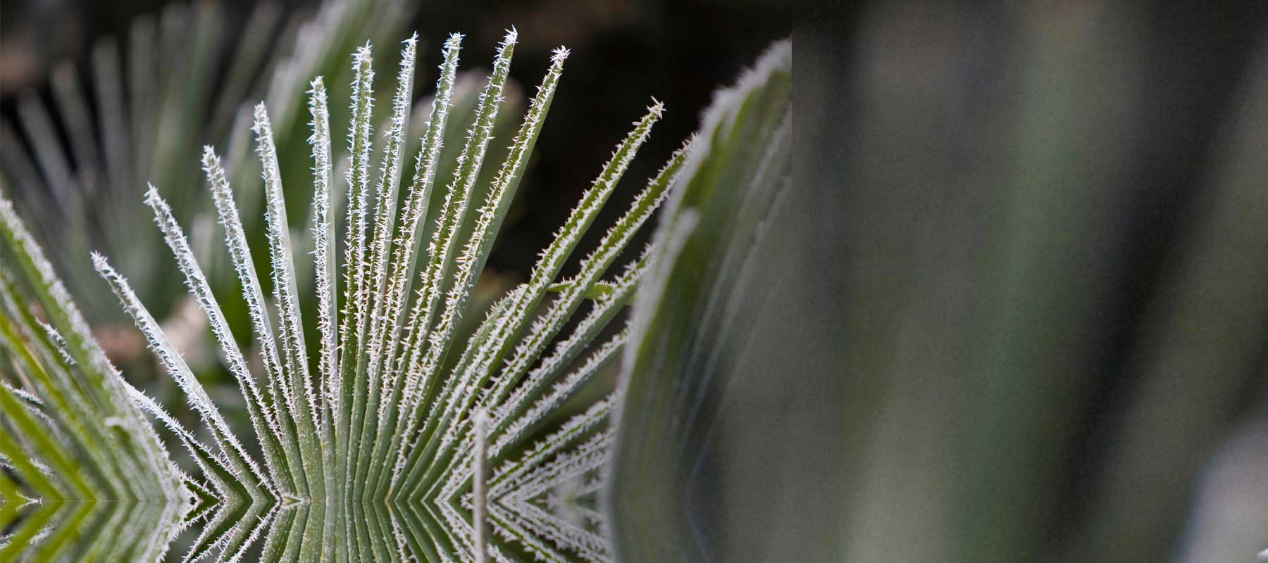 COLFIBRE