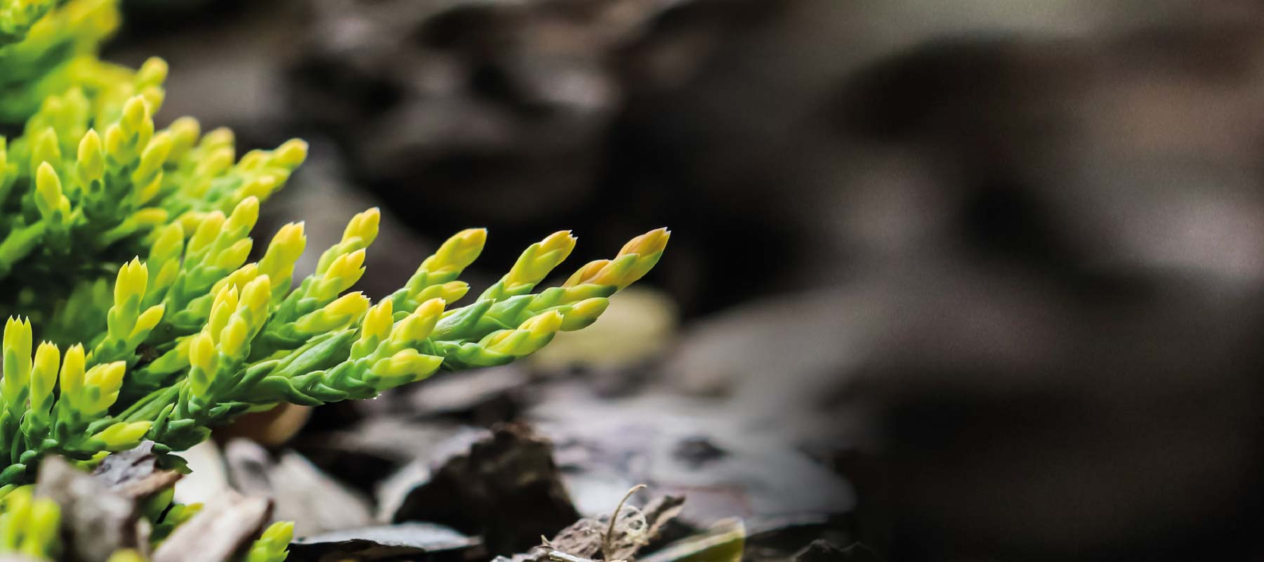 ECOVOIE®